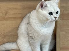 -是阿柴呀！柴犬咖啡·爱喵喵猫咖
