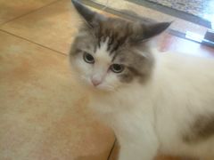 -more than meow吴止猫主题餐厅(承德 中船汇店)