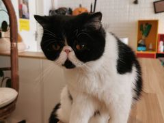 -平行世界·猫咖(首经贸店)