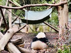 -成都大熊猫繁育研究基地