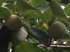 绿化-西安华清御汤酒店