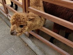 -栾川竹海野生动物园