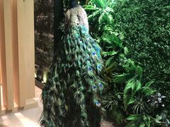 -齐河孔雀王温泉酒店·金孔雀自助百汇