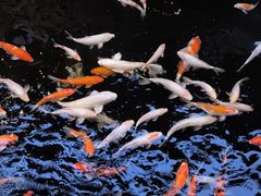 -侠成水上农庄(工业大道店)