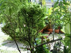 -Cafe de Thaan Aoan