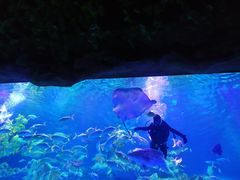 -芜湖新华联大白鲸海洋公园