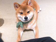 -逗柴咖啡屋·狗咖猫咖宠物桌游
