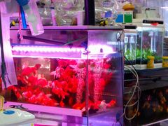 -双季花艺园艺市场(浦东店)