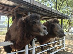 -长白岛森林公园