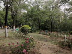 -云岗森林公园