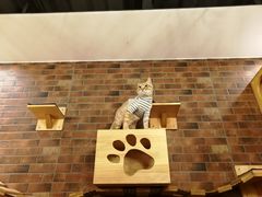 -more than meow吴止猫主题餐厅(承德 中船汇店)