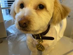 -犬也宠物造型(恒茂国际都会商业街店)