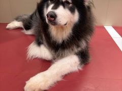 -和它·交个朋友·狗咖猫咖(爱琴海店)