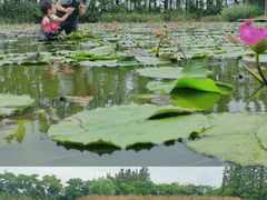 -上海长兴岛郊野公园