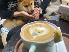 逗柴特调咖啡-逗柴咖啡屋·狗咖猫咖宠物桌游