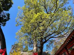-少华山国家森林公园
