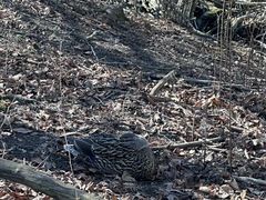 -长白岛森林公园