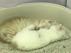 -喵的天空名猫咖啡馆·撸猫·猫舍·用品