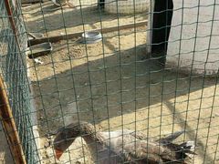 -意大利农场度假村