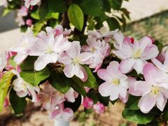 -海棠花溪(元大都城垣遗址公园)