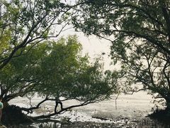 -宝安西湾红树林湿地公园