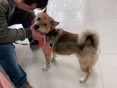 -申普宠物医院·眼科·心内科·影像科(普陀分院)