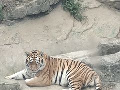 -大连森林动物园