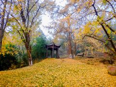 -千年银杏谷文化旅游区