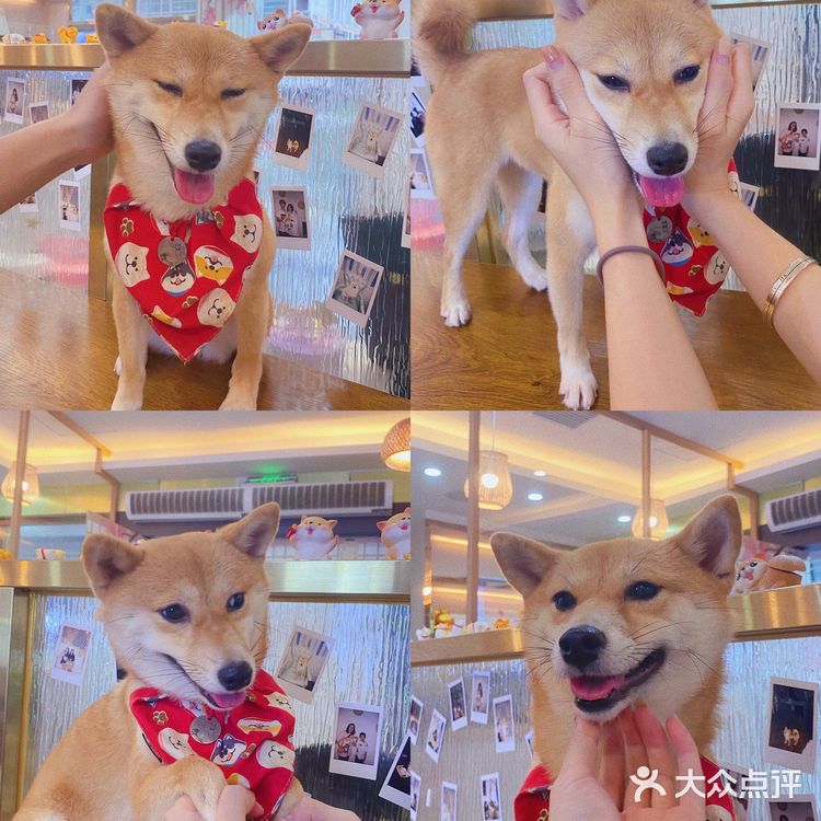 深圳必打卡|最萌汪柴趣狗咖大家快来撸！！