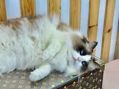 -青奢宠物·青奢猫舍