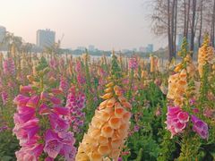 -顺峰山公园