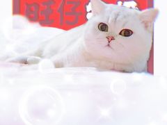 -东方名猫馆·英短金渐层布偶猫舍(环线广场1号楼店)