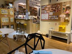 -滚猫咖啡·猫咖·猫友好撸猫(未来城店)