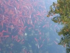 android_upload_pic-白塘生态植物园