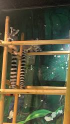 -Zoolung Zoolung动物主题公园(海信广场店)