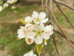-茉川甜品MOCHUAN