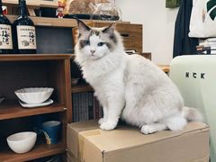 -虫二茶事(彭家巷店)