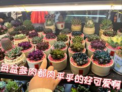 -溪岸路花鸟市场