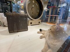 -momokira米努特·德文卷毛猫·棉花面纱犬