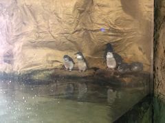 -悉尼海洋生物水族馆