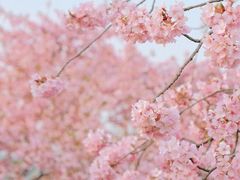 -上海辰山植物园