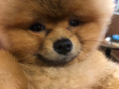 -柯斗斗主题餐厅·狗咖·围炉煮茶·茶饮(国瑞升平里店)