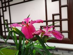 -古大圣慈寺