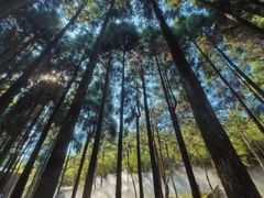 -玉苍山国家森林公园