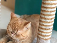 -飞行喵MR PILOT|猫舍·猫咖(静安大融城店)