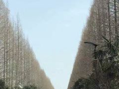 -黄海国家森林公园