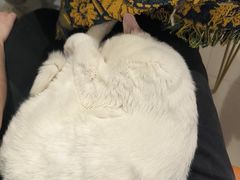 -平行世界·猫咖(首经贸店)