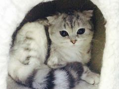 -喵的天空名猫咖啡馆·撸猫·猫舍·用品