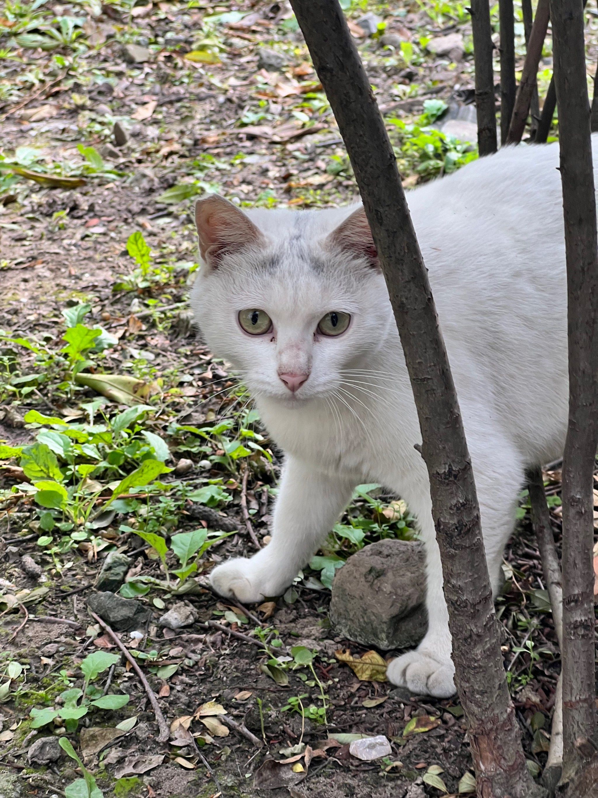 小区流浪猫小小白,是只绝育母猫好乖哦
