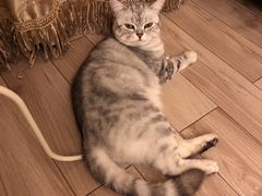 -Goku PET SHOP宠物视觉生活馆(双井店)